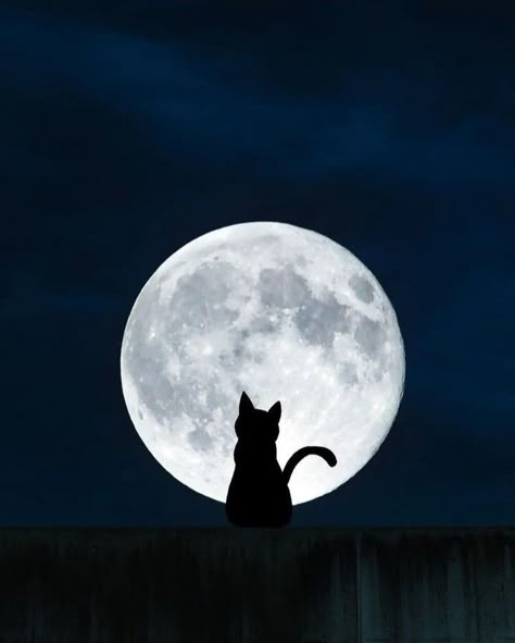 Lunas Black Cat, Moon, Black