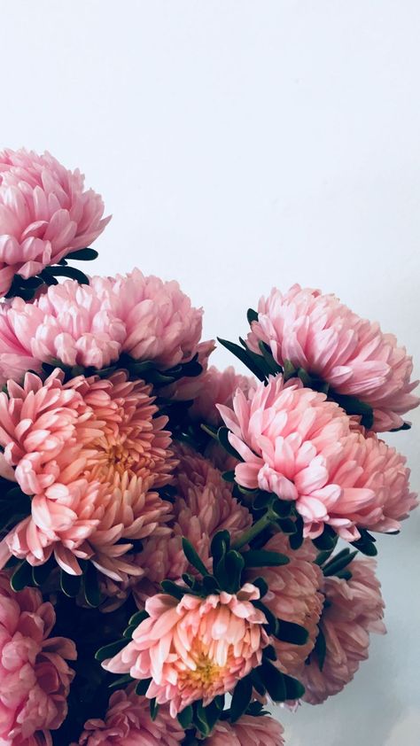 Chrysanthemum Wallpaper, Mobile Screensaver, Iphone11 Pro, Flower Iphone Wallpaper, Desktop Wallpapers Backgrounds, Free Iphone Wallpaper, Chrysanthemum Flower, Best Iphone Wallpapers, Pink Bouquet