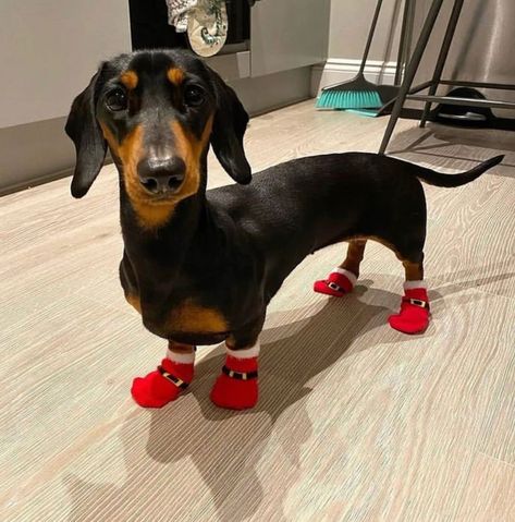 #doglover #dog #puppies Dapple Dachshund, Very Cute Dogs, Weenie Dogs, Silly Dogs, Dachshund Puppies, Dachshund Lovers, Dachshund Puppy, Dachshund Love, Cute Funny Dogs