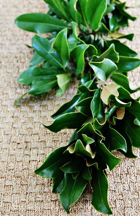 magnolia leaf garland diy How To Make A Magnolia Garland, How To Make Magnolia Garland, Magnolia Table Runner Leaf Garland, Magnolia Leaf Garland Diy, Magnolia Garland Diy, Diy Magnolia Garland, Magnolia Leaf Centerpiece, Magnolia Leaves Centerpiece, Magnolia Christmas Decor