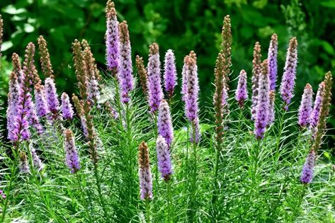 Liatris Deadheading | Perennial Masters Liatris Flower, Dead Flowers, Deadheading, Improve Soil Quality, Hardy Perennials, Fade Out, How To Gain Confidence, New Growth, Perennial Plants