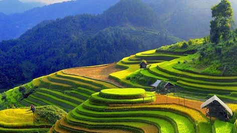 The hd wallpaper picture (Hanoi Sapa) has been downloaded. Explore more other HD wallpaper you like on WallpaperTip. Green Rice, Vietnam Voyage, Visit Vietnam, Sa Pa, Vietnam Tours, Rice Terraces, Halong Bay, Padang, Alam Yang Indah