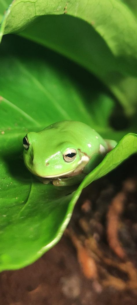 Green Tree Frog, Nicki Minaj Barbie, Pet Frogs, Reptile Terrarium, Tree Frog, Super Cute Animals, Human Species, Green Tree, Frog And Toad