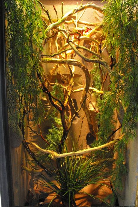 Chameleon enclosure Crested Gecko Vivarium, Chameleon Terrarium, Chameleon Enclosure, Chameleon Cage, Lizard Habitat, Jackson Chameleon, Snake Enclosure, Gecko Terrarium, Veiled Chameleon