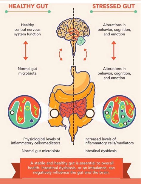 Gut Brain Connection, Clean Program, Go With Your Gut, Advertise Here, Brain Connections, Gut Brain, Gut Microbiota, Trust Your Gut, Gut Bacteria