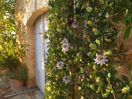 Passion fruit growing wild on our wall | Flowering vines, Passion fruit plant, Passion flower Passion Fruit Garden, Trellis Ideas Garden, Outdoor Trellis Ideas, Passionfruit Vine, Vine Fence, Passion Fruit Plant, Ladder Trellis, Passion Fruit Flower, Garden Trellis Ideas