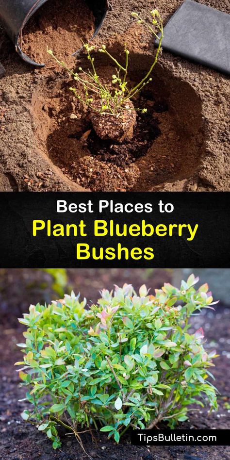 Blueberry Shrub Garden, Blueberry Landscape Design, Blueberry Bushes In Landscaping, When To Plant Blueberry Bushes, Blueberry Growing Tips, Landscaping With Blueberry Bushes, Blueberry Soil Prep, Planting Berry Bushes, Blueberry Patch Garden