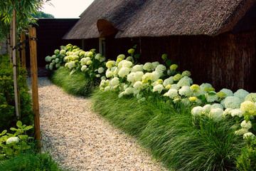 Pennisetum alopecuroides 'Hameln' - Belleplant Ornamental Grass Landscape, Landscaping Along Fence, Moderne Have, Hydrangea Landscaping, Hydrangea Garden, Grasses Landscaping, Fence Landscaping, Garden Rose, Have Inspiration