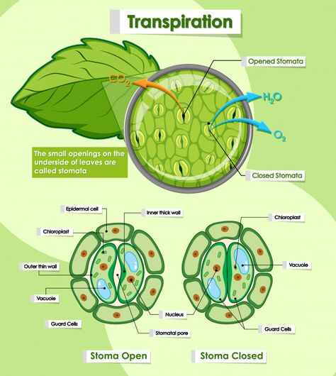 Discover thousands of free-copyright vectors on Freepik Respiration In Plants, Biology Diagrams, Science Diagrams, Biology Plants, Plant Physiology, Study Biology, Basic Anatomy And Physiology, Plant Study, Biology Facts