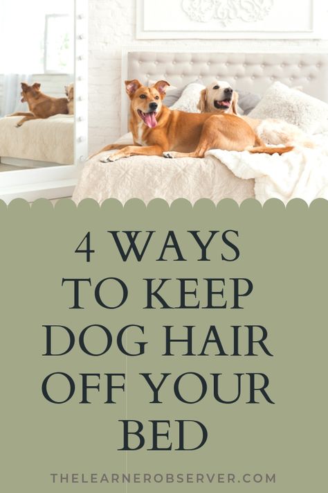 How To Keep Dog Hair Off Bed, Dog Friendly Bedding Ideas, Pet Friendly Bedding Ideas, How To Keep Dog Hair Under Control, Dog Friendly Master Bedding, Pet Friendly Bedding, Short Dog, Dog House Diy, Hair Issues