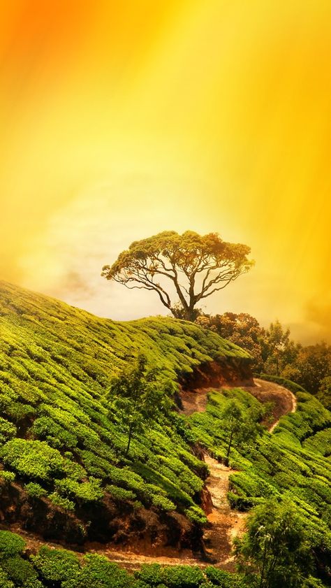 Nature Tree On Mountain Top #iPhone #5s #Wallpaper Background Images Hd 4k, Iphone Wallpaper Dimensions, Top Iphone Wallpapers, 3d Nature Wallpaper, Mountain Tree, Best Nature Wallpapers, Nature Background Images, Photo Background Images Hd, Wallpaper Mobile