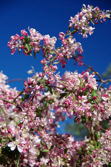 Weeping crab apple tree in blossom in springtime Apple Tree Tattoo, Gardening Layout, Crab Apple Tree, Villa Courtyard, Garden Ideas To Make, Garden Ideas Cheap, Crabapple Tree, Budget Garden, Thriving Garden