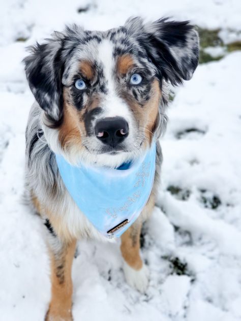 Blue Merle Australian Shepherd Puppy, Corgi Doodle, Blue Merle Australian Shepherd, Australian Shepherd Training, Puppy Instagram, Merle Australian Shepherd, Australian Shepherd Blue Merle, Dog Instagram, Dogs Black