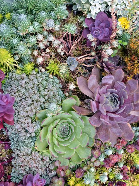 hens-and-chicks-96ade9ab Red Creeping Thyme, Wall Gardens, Rain Barrels, Creeping Phlox, Alpine Garden, Rock Garden Plants, Irish Moss, Rock Gardens, Types Of Succulents