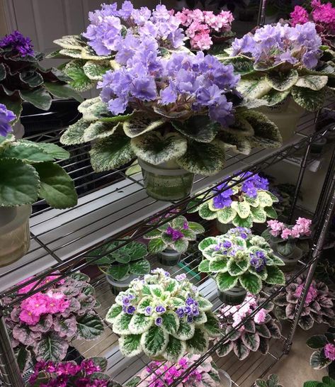 African Violet Care, Loom Crochet, African Violets Plants, Violet Plant, Plant Varieties, Green Magic, Beautiful Flowers Photography, Pink Plant, African Violet