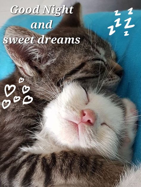 Good Night Angel, Good Night Hug, Cute Cat Quotes, Good Night Cat, Good Night Funny, Morning Cat, Good Morning Funny Pictures, Dream's Cat, Cute Good Night