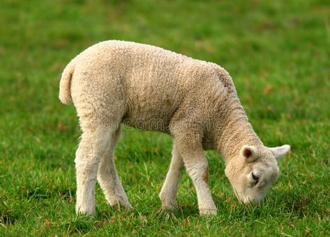 Sheep Eating, Grass Drawing, Animal Clothing, Photography Jobs, Spring Landscape, Graphic Design Photography, Stock Photography Free, Animals Images, Bottle Art