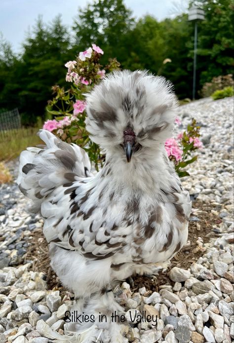 Blue black splash satin silkie chicken Draw Chicken, Aesthetic Chicken, Sketches Nature, Backyard Aesthetic, Chicken Aesthetic, Abandoned Farmhouse, Drawing Bird, Wallpaper Animals, Animal Aesthetic