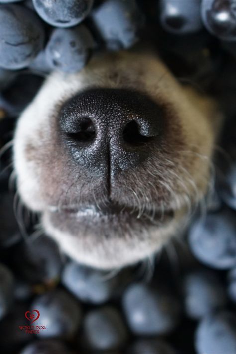 Many dog owners, especially new ones, are not entirely sure what human foods dogs can eat, and you already took the first smart step to discover what fruits are safe for your dogs. We already know that blueberries are great for us, so that means they should be suitable for our dogs as well. That is not always the case with human food, especially ones that are hot and spicy. However, most fruits are good for dogs. #dog #dogs #blueberries Human Foods For Dogs, Dog Food Toppers, Foods For Dogs, Human Food For Dogs, Foods Dogs Can Eat, Sweet Potato Benefits, Raw Sweet Potato, Healthy Dog Food, Sweet Potatoes For Dogs