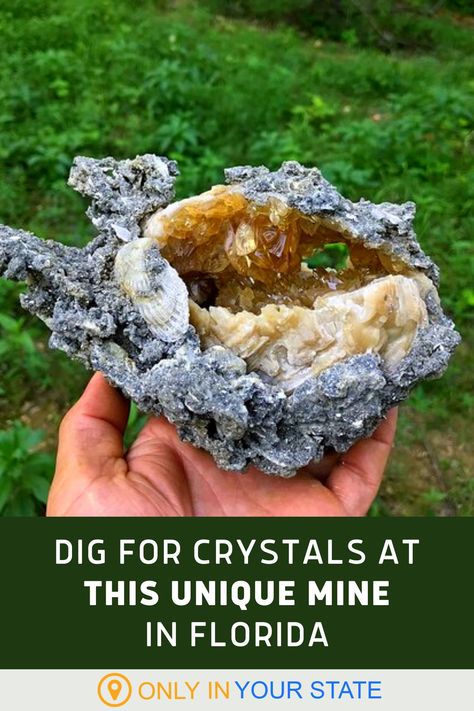 Dig for Crystals at this unique gem mine in Florida! You can also find beautiful fossils and shells. Muck's Pit is a special place for a family treasure hunt and you can take home whatever you find! It's perfect for a day trip adventure. Rockhounding Florida, Crystal Digging, Florida Fossils, Gem Hunting, Florida Vacation Spots, Fort Drum, Gem Hunt, Florida Adventures, Fossil Hunting