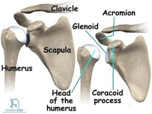 Shoulder Joint:Anatomy,Movement & Muscle involvement Joints Anatomy, Swimming Technique, Shoulder Anatomy, Shoulder Girdle, Shoulder Dislocation, Shoulder Problem, Manual Therapy, Rotator Cuff Tear, Shoulder Mobility