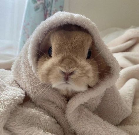 Pet Bunny Rabbits, Cute Bunny Pictures, Cute Small Animals, Pet Bunny, Bunny Pictures, Pretty Animals, Cute Animals Images, Silly Animals