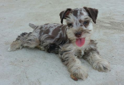 Chocolate Merle Miniature Schnauzer puppy. Merle Schnauzer, Miniature Schnauzer Puppy, Schnauzer Breed, Schnauzer Mix, Mini Schnauzer Puppies, Dog Leash Training, Miniature Schnauzer Puppies, Schnauzer Puppy, Popular Dog Breeds