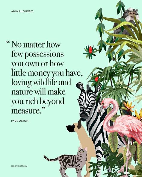 22 Quotes On Animals That Will Teach You To Co-Exist With Compassion Compassion For Animals Quotes, Animals Lover Quotes, Rescuing Animals Quotes, Helping Animals Quotes, Animal Connection Quotes, Saving Animals Quotes, Kindness Towards Animals Quotes, Vegan Quotes Compassion, Animals Love Quotes