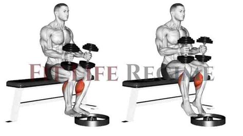 Seated Dumbbell Calf Raise Seated Calf Raises, Calf Raise Machine, Calf Raises Exercise, Muscle Fiber, Calf Raises, Calf Muscles, Legs Workout, In The Gym, Good Stretches