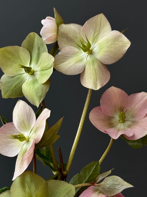 flbar.ru❤️ Hellebore Arrangement, Botanical Photos, Floral Reference, Flower Reference, Flower Season, Nature Destinations, Flower Alphabet, Floral Inspiration, Vintage Collage