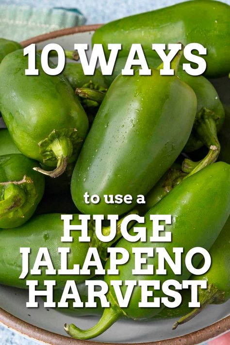 10 Ways to Use a Huge Jalapeno Pepper Harvest Storing Jalapeno Peppers, Fermented Jalapenos, Pepper Harvest, Roasted Jalapeno, Jalapeno Pepper, Jalapeno Recipes, Jalapeno Peppers, Peppers Recipes, Pepper Sauce