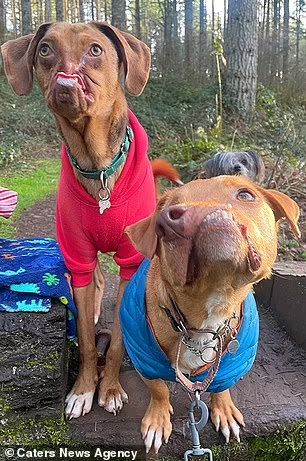 Two deformed dogs become best buds after same family adopted them five years apart  | Daily Mail Online Disfigured Faces, Facial Deformity, Deformed Animals, Cute Dogs Images, Very Cute Puppies, Super Cute Puppies, Cute Animals Puppies, Very Cute Dogs, Soul Mates