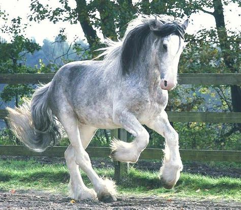 Clydesdale Stallion-“Arclid Landmark”. Heavy Horses Under Saddle Shire Horse, Clydesdale Horses, Big Horses, Most Beautiful Horses, Grey Horse, Majestic Horse, All The Pretty Horses, Clydesdale, Draft Horses