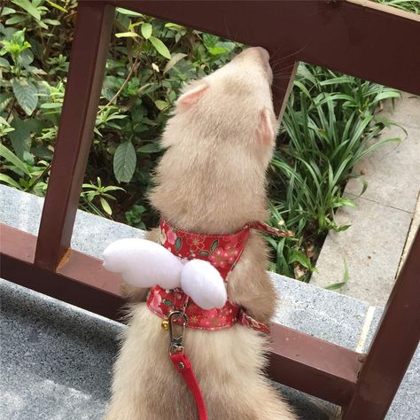 Ferret Harness, Chinchilla Cage, Cute Ferrets, Baby Rabbit, Animal Farm, Guinea Pig, Wearing Clothes, Ferret, Guinea Pigs