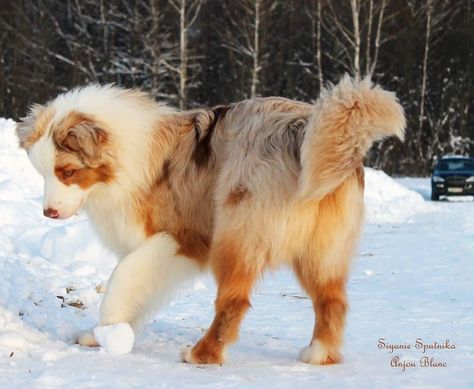 Australian Mountain Dog, Dog Looking Up, Aussie Red Merle, Red Wolf Pup, Red Merle Australian Shepherd Puppy, Golden Aussie, Red Aussie, Red Merle Aussie, Red Australian Shepherd