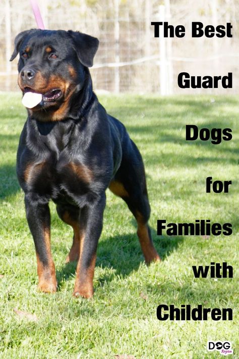 The best guard dogs for families with children Dogs For Families, Caucasian Shepherd Dog, Guard Dog Breeds, Best Guard Dogs, Gsd Dog, Dogs Breeds, Guard Dog, Boxer Love, Dog Facts