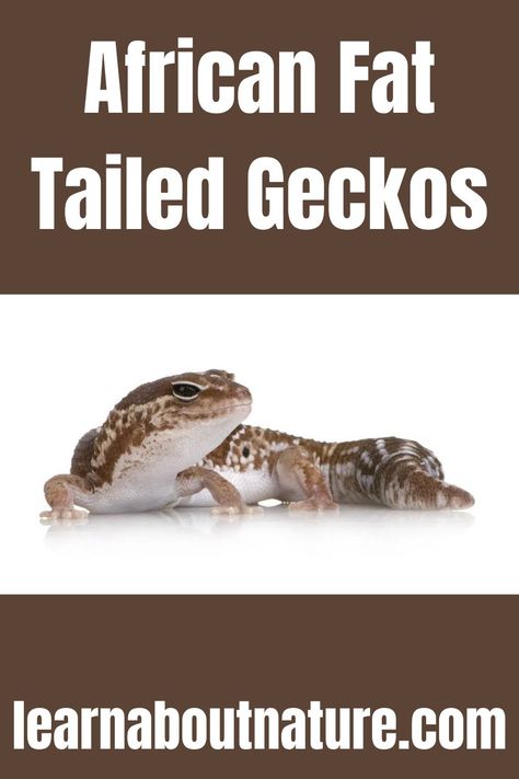 African Fat Tailed Geckos African Fat Tailed Gecko Enclosure, African Fat Tailed Gecko, Fat Tailed Gecko, Pet Lizards, Land Animals, Leopard Geckos, About Nature, Leopard Gecko, The Leopard