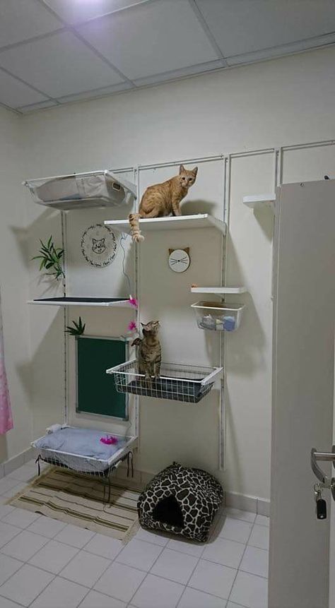 Cat Shelves Diy Climbing Wall Ikea Hacks, Diy Cat Wall Shelves, Apartment Cat, Ikea Hacks For Cats, Diy Kallax, Cats Room, Ikea Cat, Ikea Algot, Katt Diy