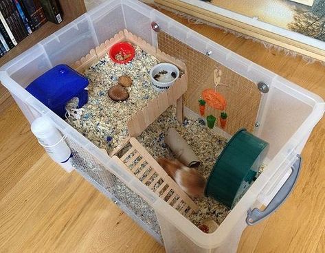 Hamster Diys, Diy Hamster House, Kandang Hamster, Bin Cage, Hamster Bin Cage, Diy Hamster Toys, Hamster Diy Cage, Cool Hamster Cages, Diy Guinea Pig Cage