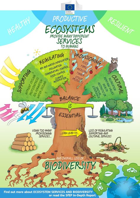 Science Env Policy on Twitter: "Healthy, productive, resilient ecosystems provide essential services to humans: new @SfEP infographic #biodiversity https://t.co/dstnDJE3nW" Environmental Science Projects, Ecological Succession, Ecosystems Projects, Ap Environmental Science, Chart Infographic, Environmental Research, Kunming, Environmental Education, Science Fair