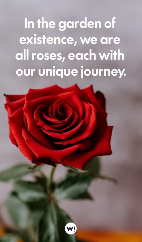 I’ve put together in this post no less than 110 rose quotes and captions for Instagram or any other type of shots. Enjoy! rose captions for instagram | rose quotes inspirational short | roses captions for instagram | quotes for roses words | quotes on roses flower words | quotes about roses flowers thoughts | rose flower quotes thoughts | flower quotes instagram captions | flower captions for instagram Beautiful Roses Quotes Inspirational, Quotes For Roses, Roses Quotes Inspirational, Rose Quotes Poetry, Rose Quotes Inspirational, Rose Quotes Inspirational Short, Flower Quotes Instagram, Quotes About Roses, Rose Captions For Instagram