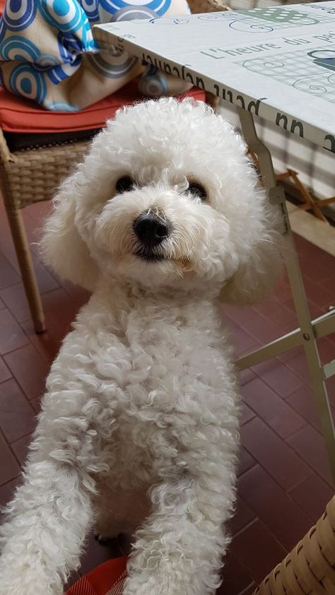 Bichon Frise Haircut Styles, White Mini Poodle, Toy Poodle White, Bichon Poo, Poodle Puppy Cut, Poochon Dog, Poodle White, Bichon Poodle, White Toy Poodle