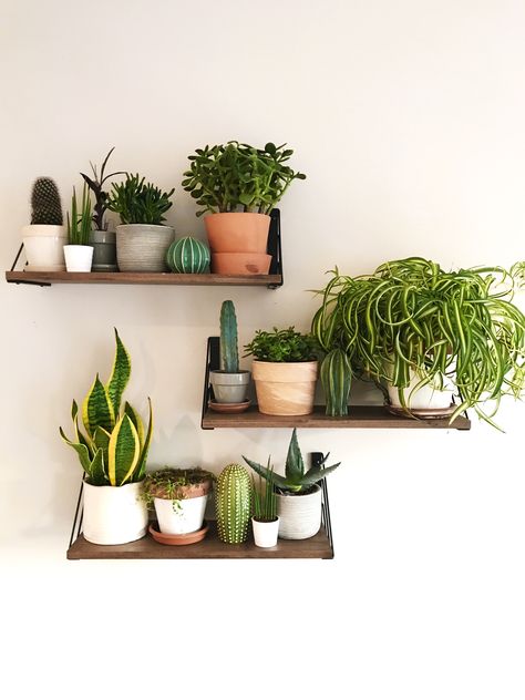 #cactus #cacti #plant #succulent #aesthetic #greenery #room #inspo #inspiration #roominspo #greenthumb Fake Plants Decor, Plant Decor Indoor, Plant Aesthetic, House Plants Decor, Room With Plants, Plant Shelves, Fake Plants, Faux Plants, Bedroom Aesthetic