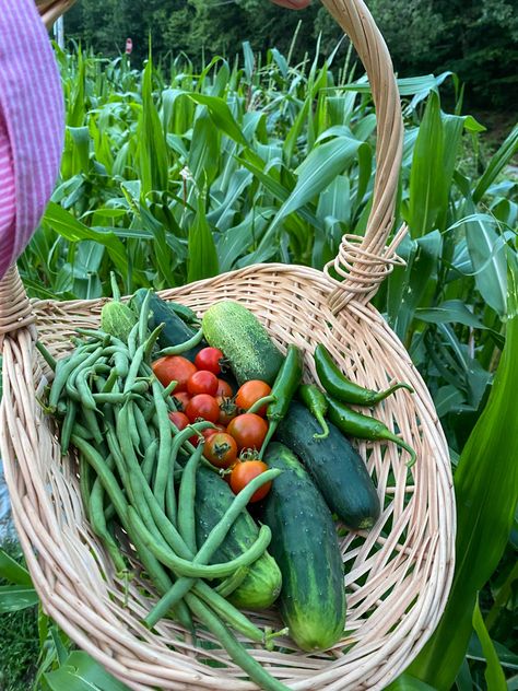 Homegrown tomatoes, cucumbers, beans and peppers in an Ozark garden. Cottagecore Garden, Potager Garden, Growing Veggies, Ozark Mountains, Garden Features, Organic Vegetables, Veggie Garden, Garden Cottage, Kitchen Garden