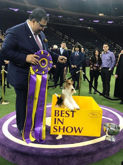 All Entrants at the Westminster Kennel Club Dog Show Hope to be Named Best in Show. Affenpinscher Dog, Show Dogs, Westminster Dog Show, Good Dogs, Smooth Fox Terriers, Pekingese Dogs, Behind The Curtain, Bichon Frise Dogs, Best In Show