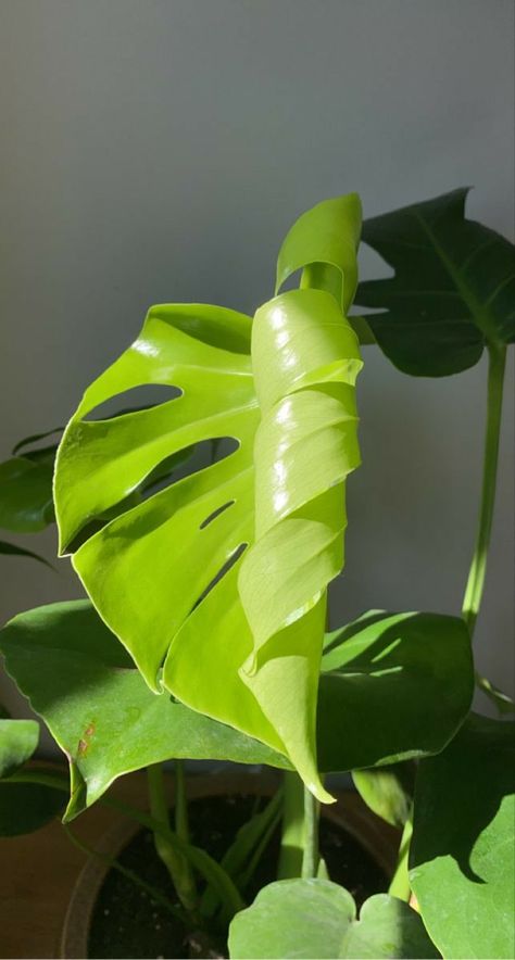 Big Leaf Plants Outdoor, Monstera Deliciosa Aesthetic, Monstera Photography, Plant Aesthetics, Big Leaf Plants, Plants Are Friends, Parametric Architecture, Wellness Lifestyle, Miniature Plants