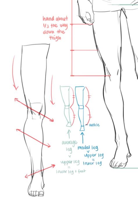 騎士 ✧ Busy 🐝 on Twitter: "Don't remember if I posted this on here, but a person asked me about average proportions! Pretty much all I personally know:… https://t.co/PVgrs2sc1x" Leg Anatomy, Drawing Legs, Anatomy Tutorial, Human Anatomy Drawing, Human Anatomy Art, Anatomy Sketches, Human Drawing, Body Reference Drawing, Body Anatomy