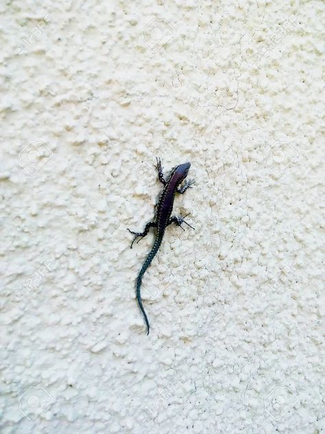 A small lizard climbing up a wall Salamander Aesthetic, Small Lizard, Small Lizards, Inktober 2024, Climbing Wall, Art Stuff, Galaxy Wallpaper, Beautiful Creatures, Knights