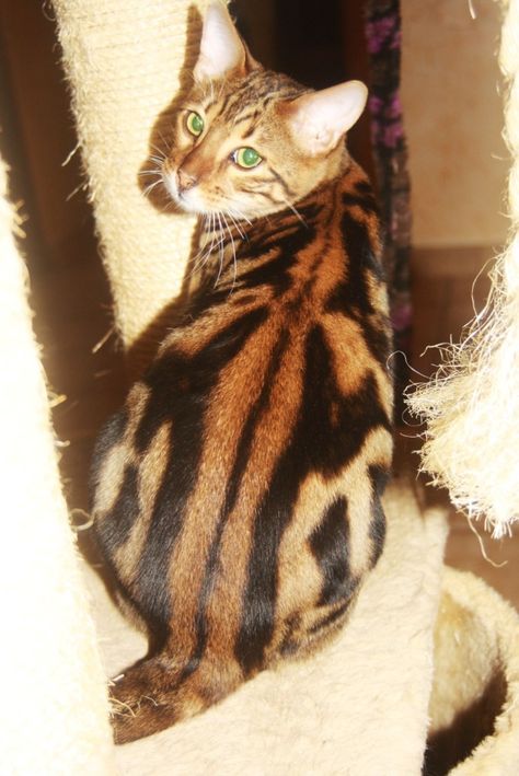 Marble Bengal Cat, Cats That Dont Shed, Cat Entertainment, Cat Heaven, Pet Adoption Center, Cat Whisperer, Rare Cats, F2 Savannah Cat, Cat Spray