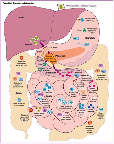Med School Study, Digestion And Absorption, Studie Hacks, Studying Medicine, Medicine Notes, Medical School Life, Medicine Studies, Vet Medicine, Basic Anatomy And Physiology